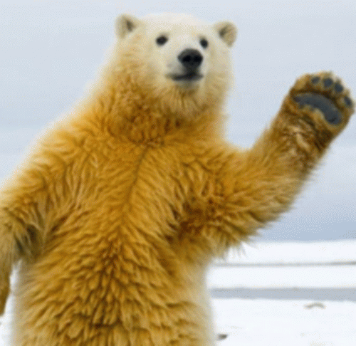 Sloth (USA-2) : Hello Bear!